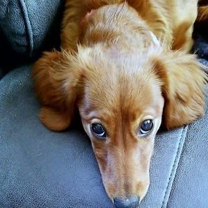 Meet your Posher, Gail